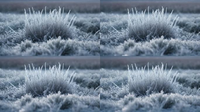 霜打的草冬季