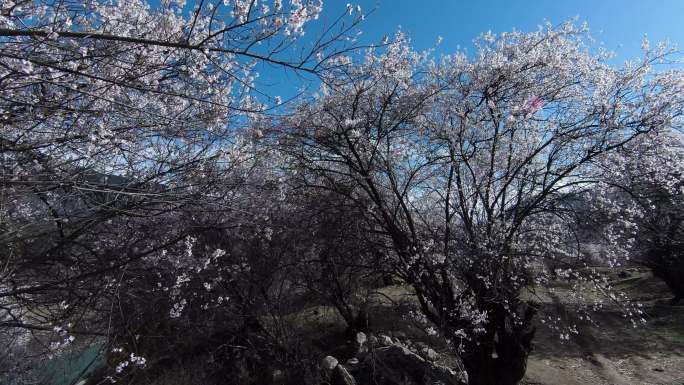 西藏索松村桃花穿越机fpv