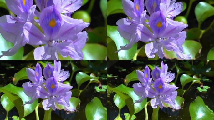 水葫芦(Eichhornia azurea)，淡紫色不对称水生植物花，入侵检疫种