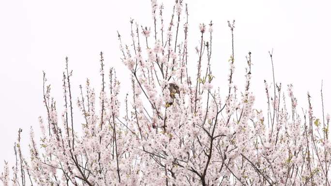 天府正兴官塘新村樱花桃花蜜蜂田园春天村落