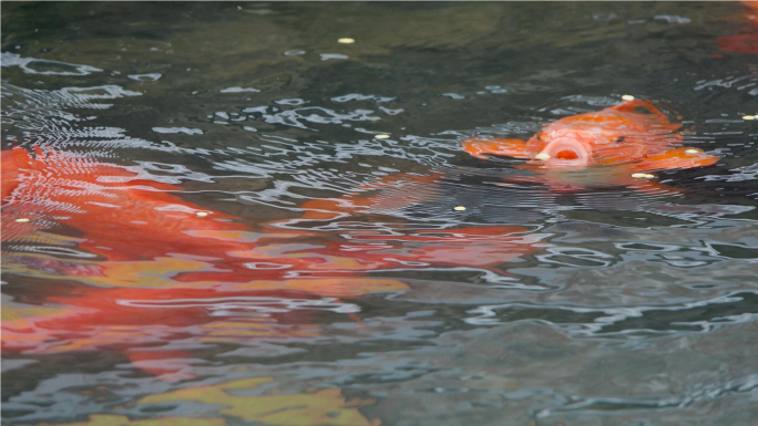 红色锦鲤水中游动吞食饵料  升格特写