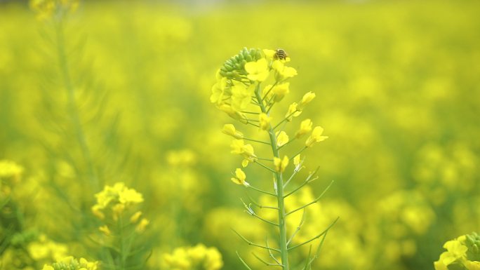 蜜蜂