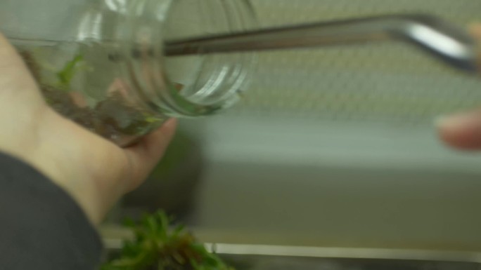 铁皮石斛种植加工筛选育苗无土栽培实验室