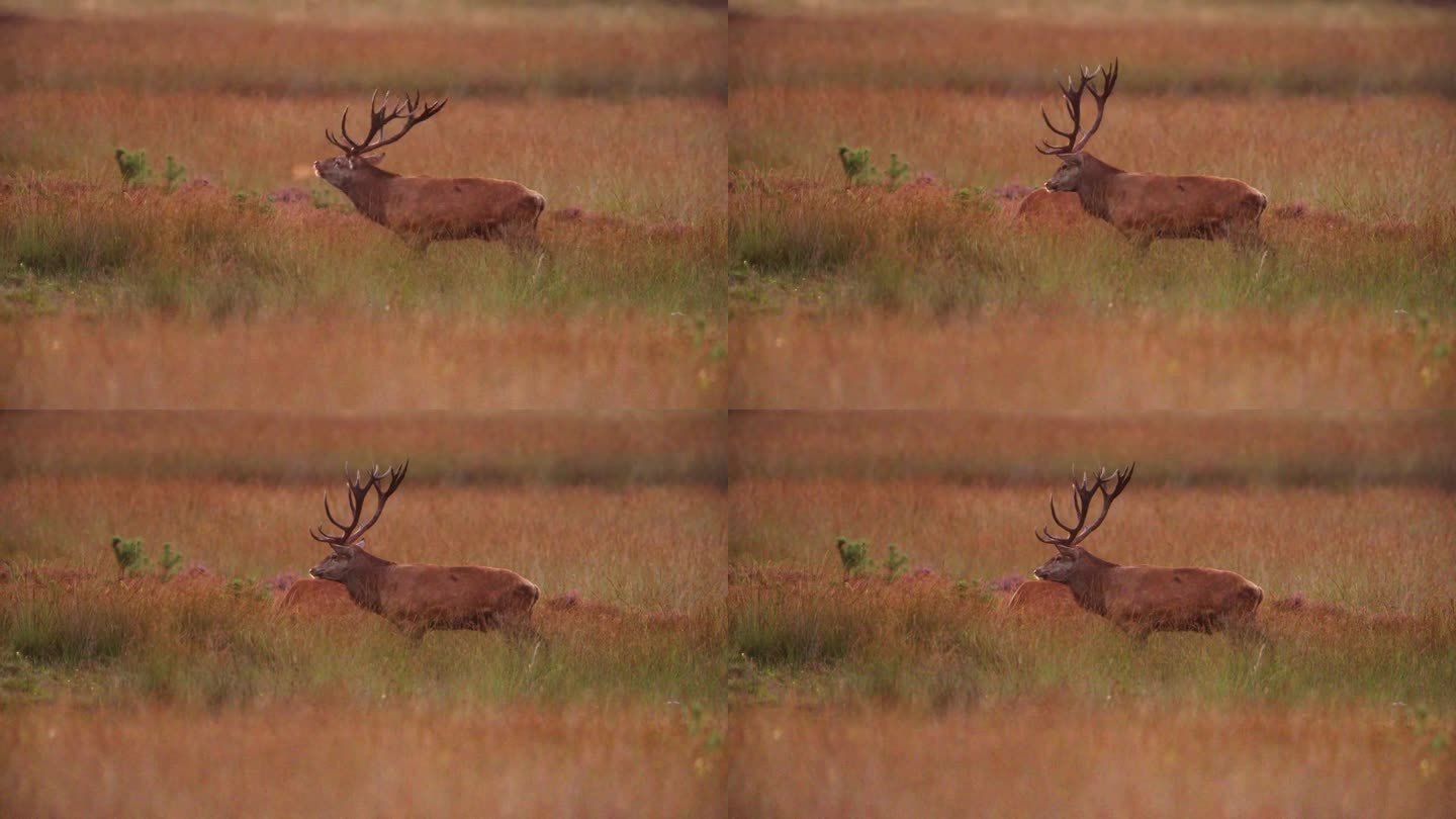 一只雄性马鹿在交配季节的慢镜头，在维卢威的丛林里咩咩叫