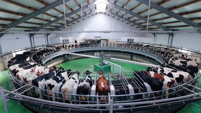 现代奶牛场用自动工业挤奶旋转系统挤奶