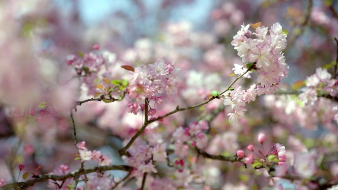 垂丝海棠 春天花海 节气 垂丝海棠盛开