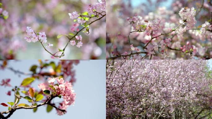 垂丝海棠 春天花海 节气 垂丝海棠盛开