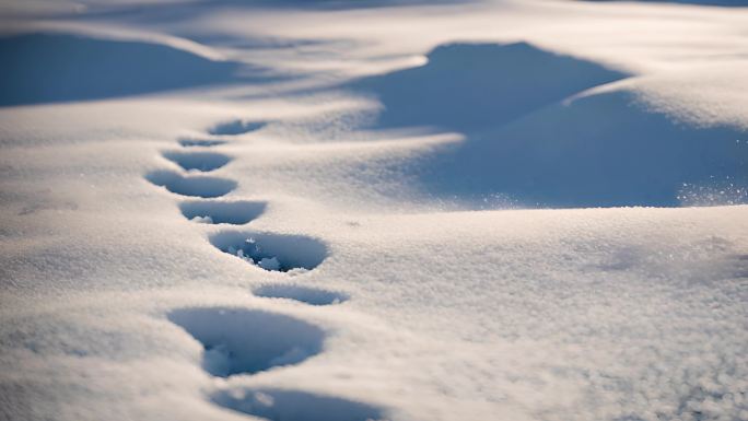 雪地里的老虎脚印