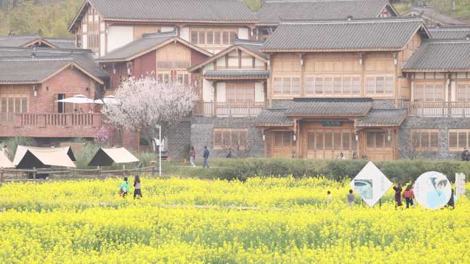 天府正兴 官塘新村 油菜花 田园春天村落