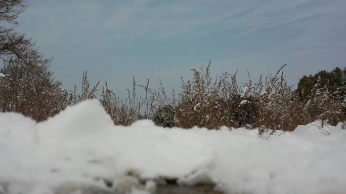 4K雪景地面视角，镜头上仰运镜，冬季