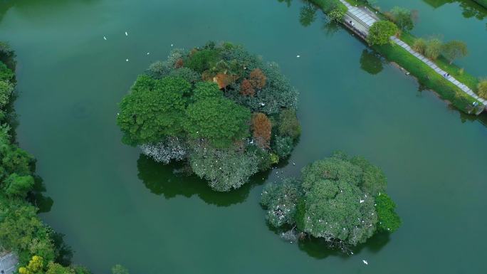 湖 白鹭 鸟类 栖息 自然环境