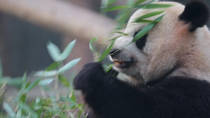 动物园熊猫吃竹子