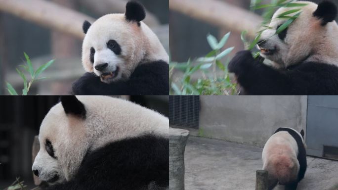 动物园熊猫吃竹子