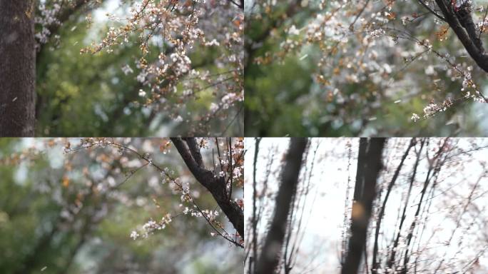 花朵 枝头 唯美意境空镜头 4K