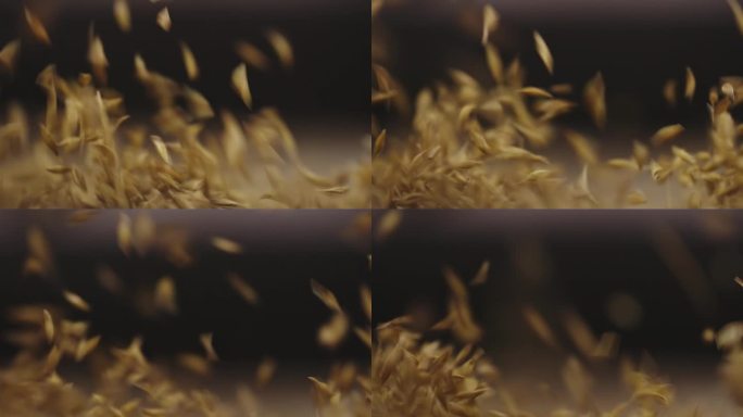 小米燕麦的动态加工——近距离观察