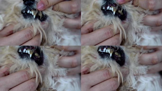 口腔护理不善导致宠物狗牙齿上形成有害的生物膜，对健康有害