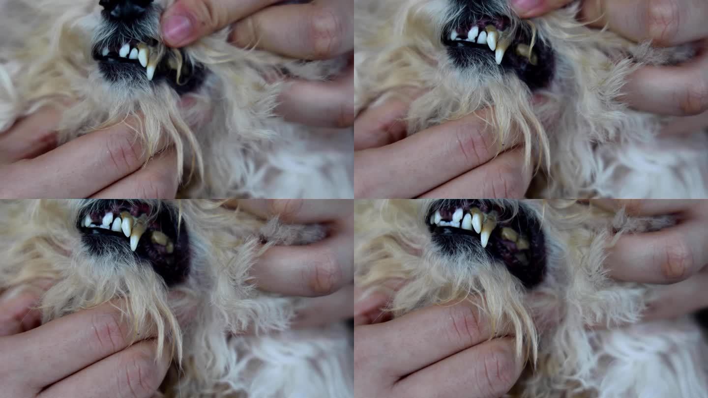 口腔护理不善导致宠物狗牙齿上形成有害的生物膜，对健康有害