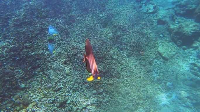 泰国攀牙素林群岛国家公园的珊瑚礁和五颜六色的珊瑚鱼