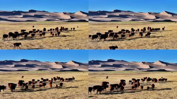 蒙古红牛1