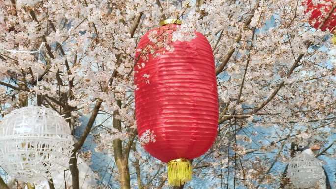 春天阳光下绽放的樱花