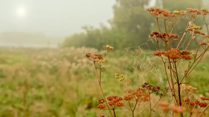 秋天田野里的浓雾和枯萎的猪草