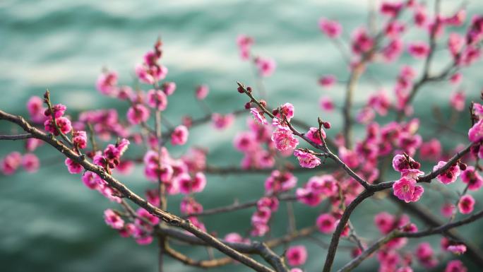 面朝湖水春暖花开，春天湖边盛开的梅花