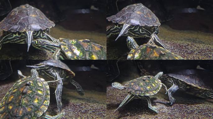 两只海龟在互动