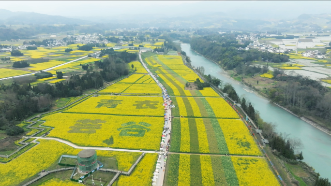 美丽乡村油菜花开现代农业观光田园