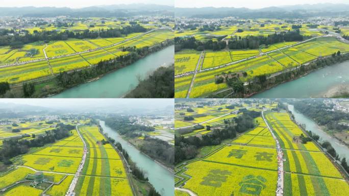 美丽乡村油菜花开现代农业观光田园