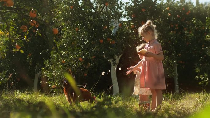小女孩们一起在橘子园用面包屑喂公鸡或公鸡