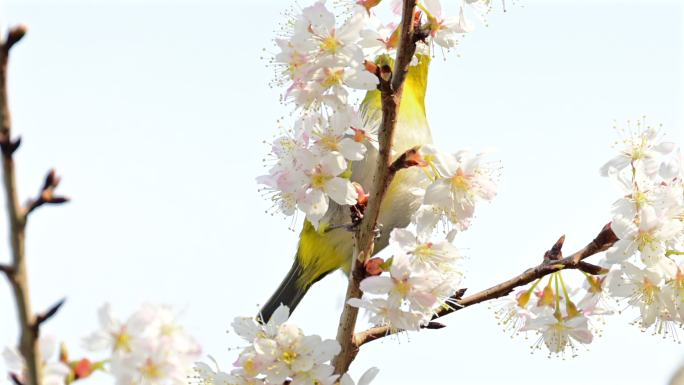 红胁绣眼鸟吃花蜜