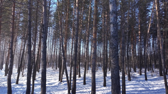 樟子松树林在夕阳照耀下白雪 林中小路