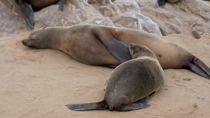 躺在沙滩上的小海豹宝宝正在吸妈妈的奶