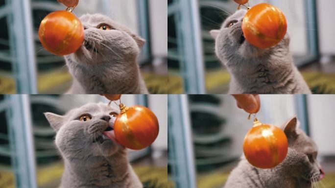 和猫一起玩闪闪发光的橙色球，特写
