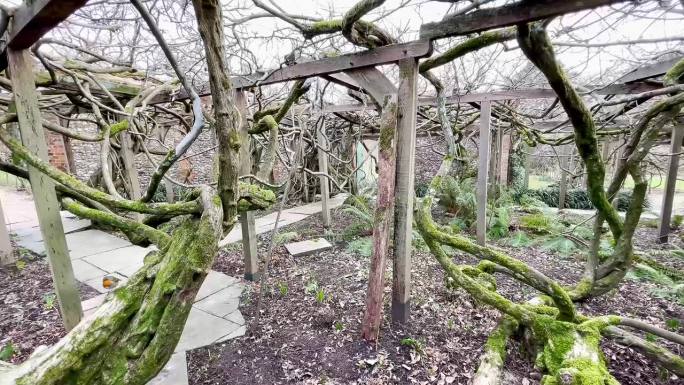 英国牛津，2024年1月28日。英国格雷斯庭院花园里的一棵古老的巨大紫藤，已有120年的历史