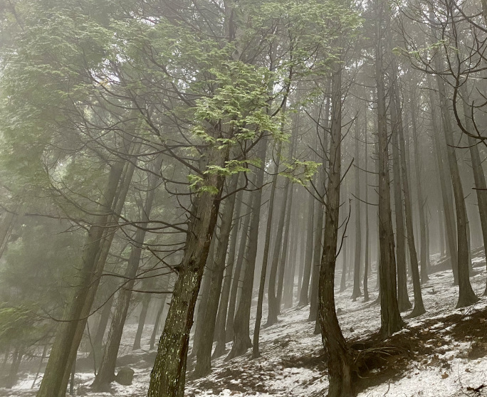 下雪后的森林大雾弥漫神秘安静