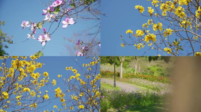 公园春色春季各种花绽放