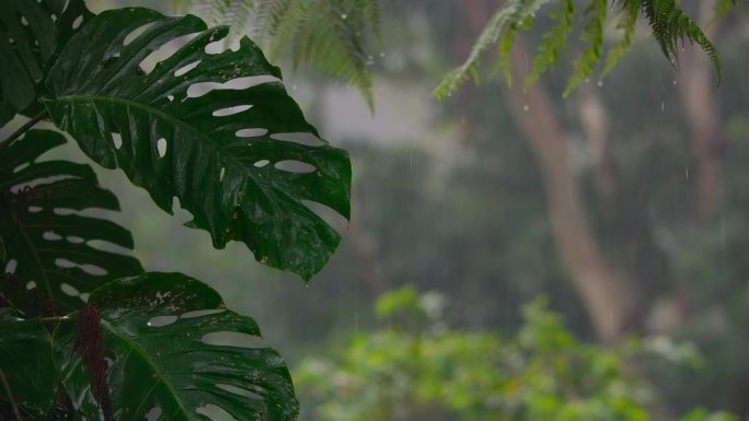 雨林下雨