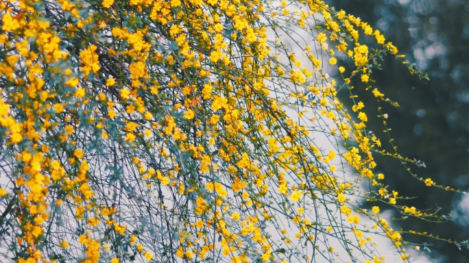 春天的黄色迎春花