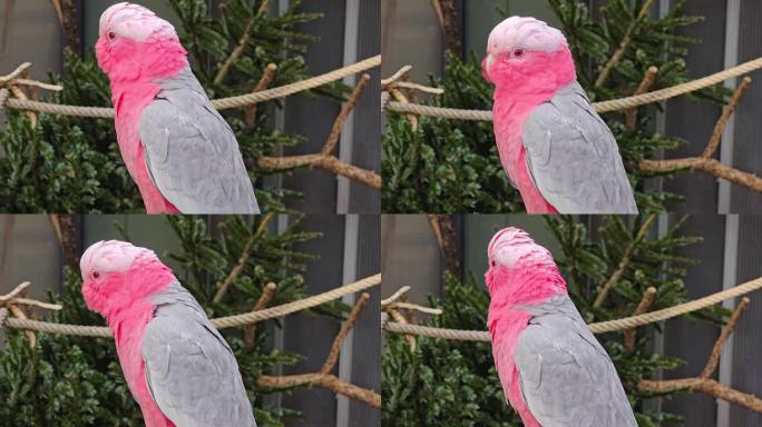 粉色凤头鹦鹉的特写