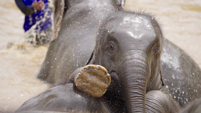 大象 亚洲象 野生 大象戏水 打闹