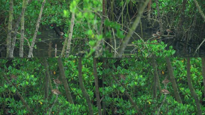 红树林栖息水鸟