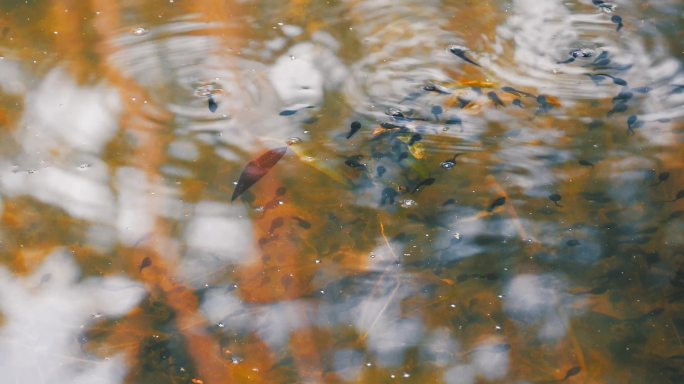 春天水中游动的蝌蚪