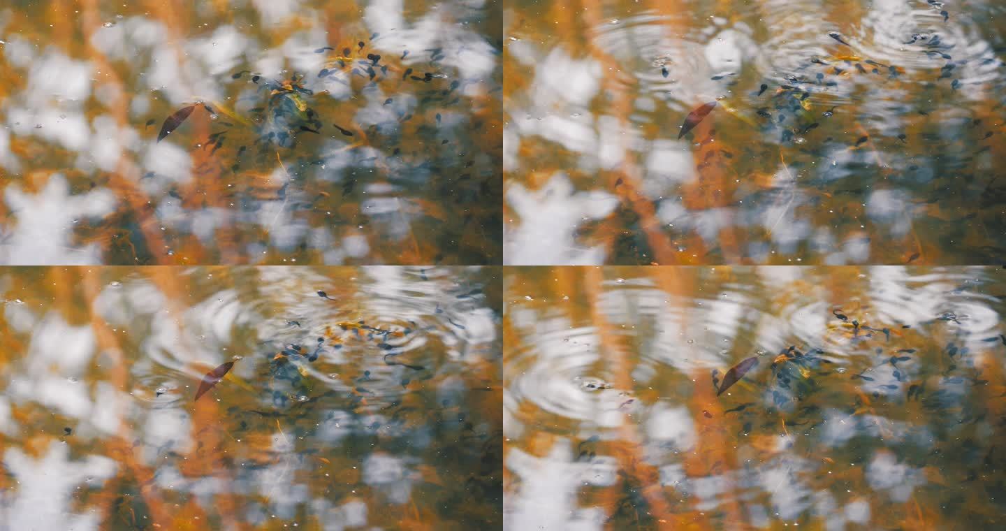 春天水中游动的蝌蚪