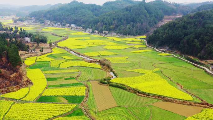 贵州遵义白果村油菜花素材