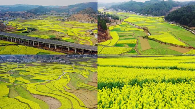 贵州遵义白果村油菜花素材