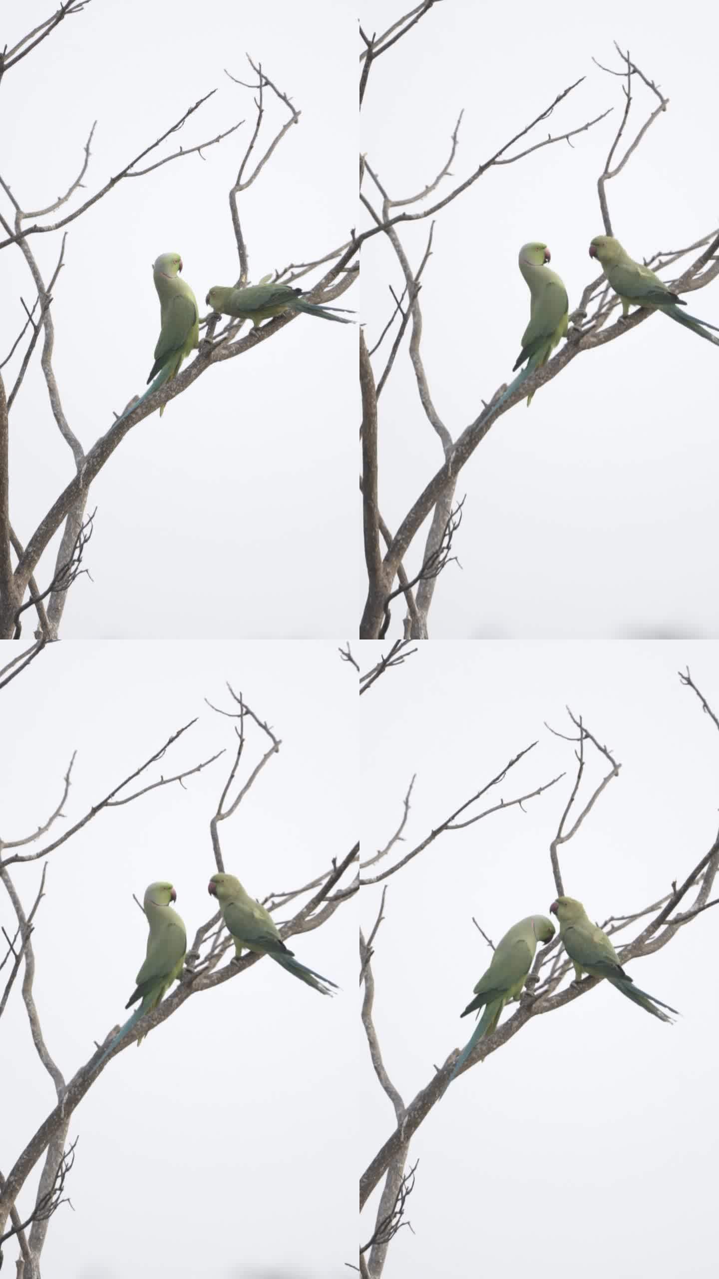 绿鹦鹉在树枝上