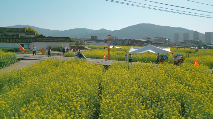 油菜花田丨邓子恢故居