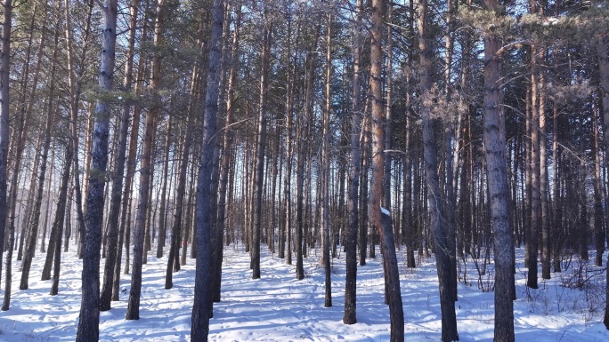 樟子松树林在夕阳照耀下白雪 林中小路