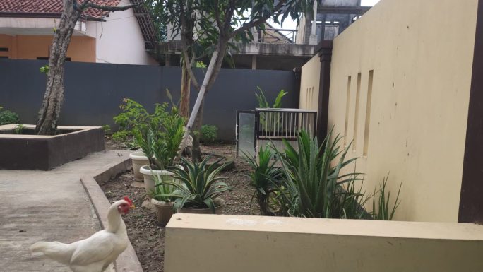 后院的鸡经常四处游荡寻找食物
